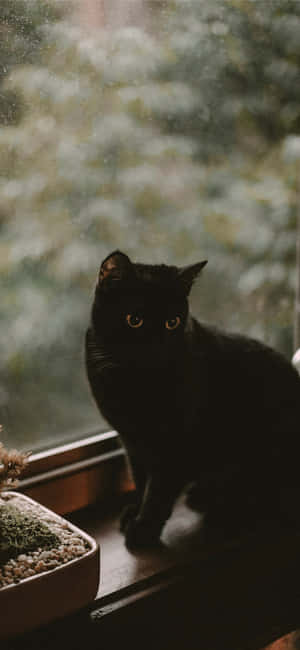 Halloween-kissakuvia — Honor X Taustakuvat