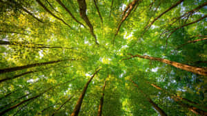 Metsätausta — Metsä Taustakuvat