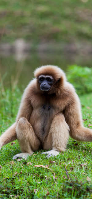 iPhone Xs Max Gibbon -tausta — iPhone 14 Pro Max Taustakuvat