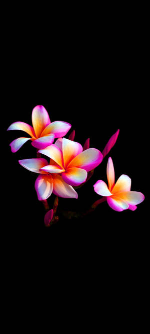 Kaunis plumeria-kukka mobiili — iPhone X Taustakuvat