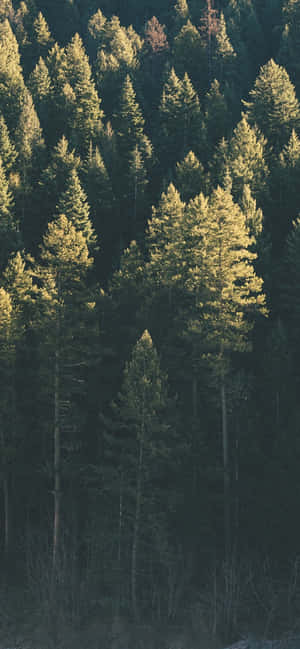 Trees iPhone — Redmi Note 17 Taustakuvat