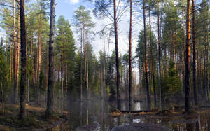 Ruskea metsä keväällä korkeiden vihreiden puiden kanssa. — Aamunkoitto Taustakuvat