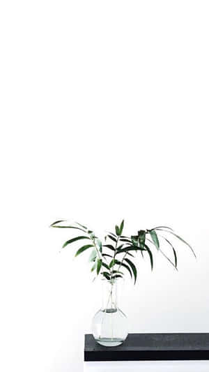 Aesthetic White -kuvia — Esteettinen valkoinen Taustakuvat