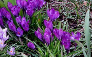 Kevätkrookus taustakuva