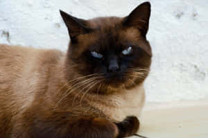 Grumpy Cat -kuvia — MacBook Pro M3 Taustakuvat