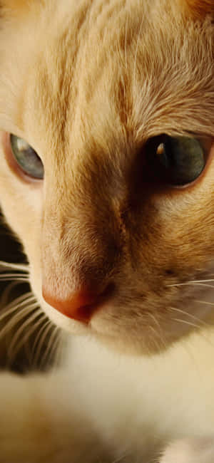 Animals iPhone — Redmi Note 15 Special Taustakuvat