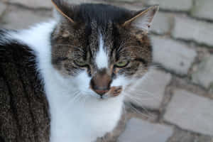 Grumpy Cat -kuvia — MacBook Pro M2 Taustakuvat