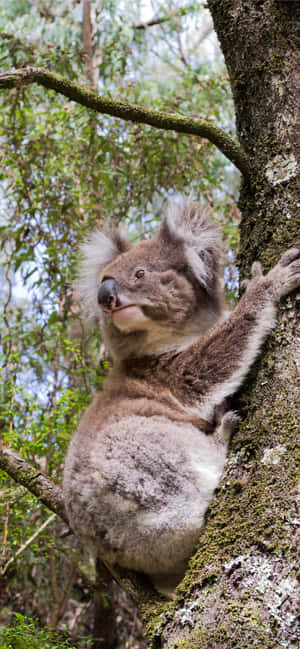 Koalataustakuva — Xperia 10 Taustakuvat
