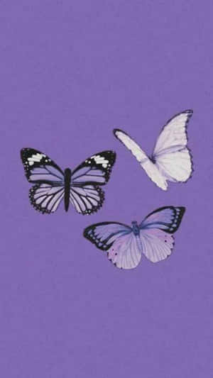 Esteettiset violetit kuvat — Pastellilila Taustakuvat
