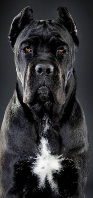 Komea Cane Corso -koira taustakuva — iPhone 17 Pro Max Taustakuvat