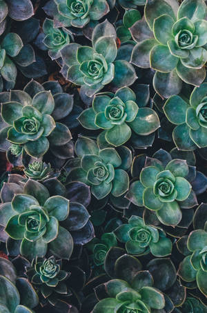 Echeveria-mehikasvi vihreä esteettinen taustakuva