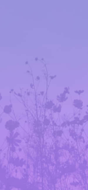 Aesthetic Purple Pictures — Tecno Camon Taustakuvat