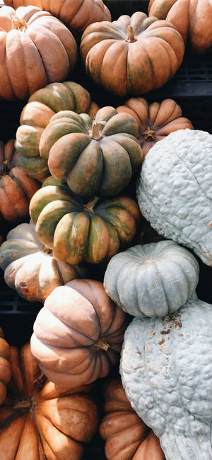 Pumpkins In Different Colors Thanksgiving iPhone Image — iPhone 17 Pro Taustakuvat
