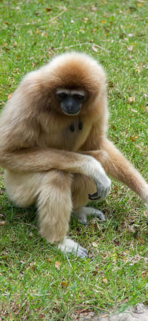Iphone Xs Max Gibbon -taustakuva — Oppo F33 Taustakuvat