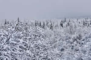 Anchorage Alaska Kuvia — Lumen estetiikka Taustakuvat