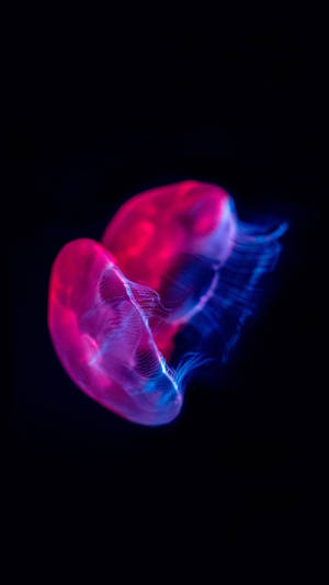 Oled Magenta Meduusa -taustakuva — OLED Taustakuvat