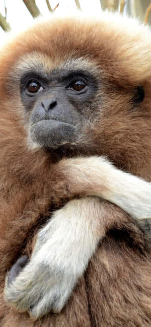 Iphone Xs Max Gibbon -taustakuva — iPhone 11 Taustakuvat