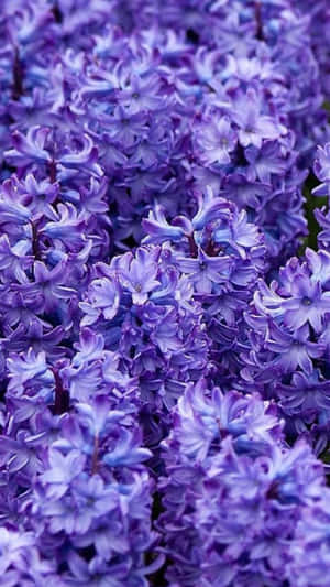 lähikuva violetista kukista puutarhassa — Kukka iPhone Taustakuvat