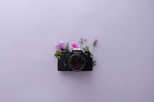 Laventeli-estetiikka ja Nikon-kamera