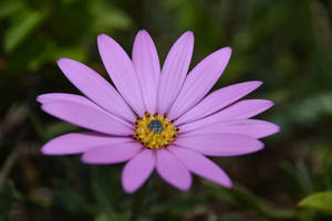 Laventelin sävyinen estetiikkakuvakkeinen päivänkakkara violetissa