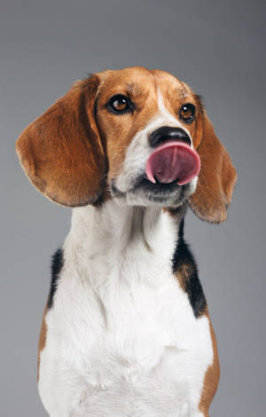 Leikkisä Beagle-pentu nuoleskelee — POCO Pad C1 Taustakuvat