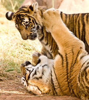 Play Fighting Tiger iPhone — Vivo X Fold3 Pro Taustakuvat