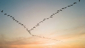 Parvi lintuja V-muodostelmassa auringonlaskun taivasta vasten. — Taivasnäkymä Taustakuvat