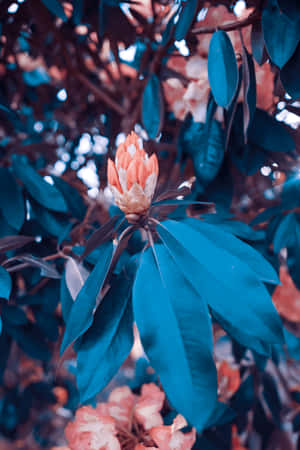 Ainutlaatuisia kuvia — Huawei MatePad Edge Taustakuvat