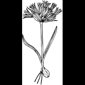 Luonnonkukka_ Luonnos_ Taideteos