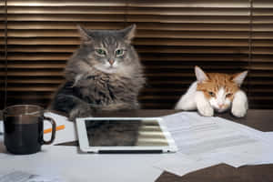 Grumpy Cat -kuvia — MacBook Air M3 Taustakuvat