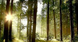 Metsätausta — Metsänäkymä Taustakuvat
