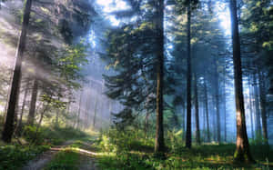 Metsätausta — Metsä Taustakuvat