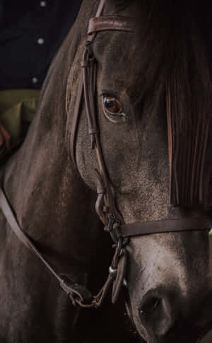 Cool Horse — Galaxy Tab Active5 Taustakuvat