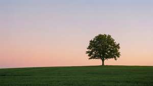 Minimalistinen maisema puusta mäellä auringonlaskun aikaan.