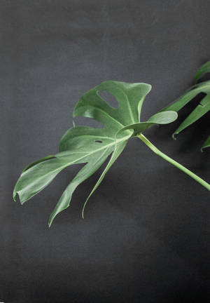 Monstera Mustalla Pinnalla taustakuva — Oppo Pad 5 Taustakuvat
