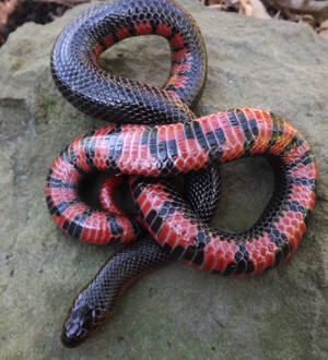 Mud Snake Basking On A Rock — Honor Magic V Flip 2 Taustakuvat