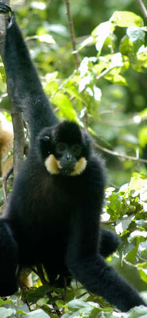 Iphone Xs Max Gibbon -taustakuva
