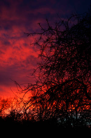 Punainen oranssi auringonlasku ohuiden mustien puunoksien takana.