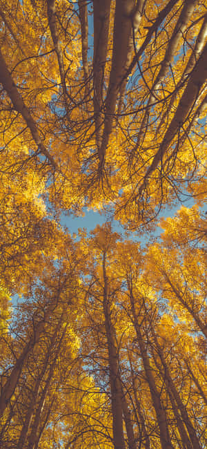 Trees iPhone — Redmi Note 15 Special Taustakuvat