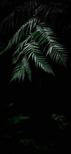 Plant Iphone — Galaxy A27 Taustakuvat
