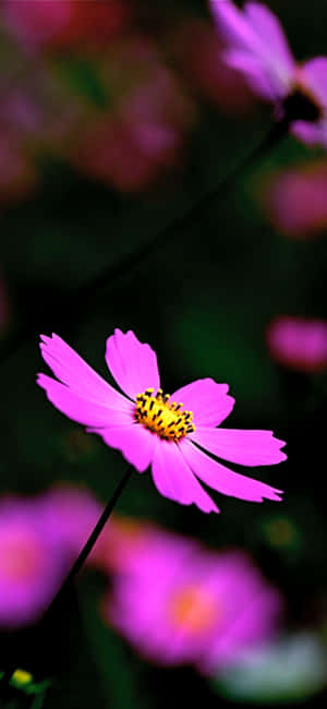 1080x2340 — iPhone 16 Pro Taustakuvat