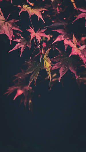 736x1308 Gorgeous Happy Fall iPhone X Wallpaper — iPhone X Taustakuvat