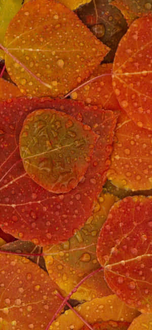 Iphone Xs Max Autumn Background — HMD Aura 2 Taustakuvat