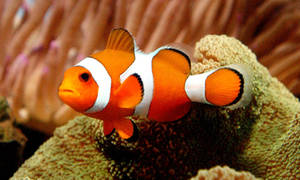 Nemo cool fish -taustakuva koralliriutalla