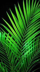 Neonvihreät palmunlehdet valaistuna mustalla taustalla.
