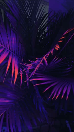 Esteettinen violetti tausta — Violetti esteettinen GIF Taustakuvat