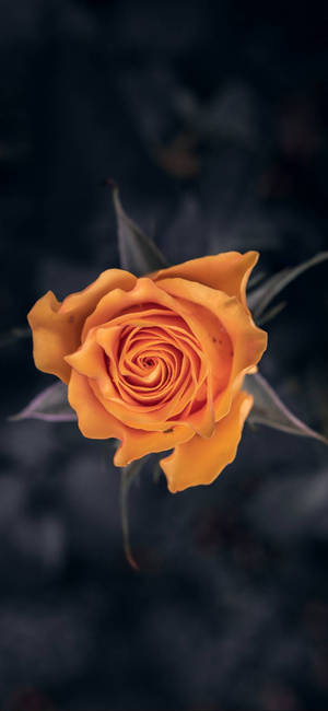 Note 10 Plus Orange Rose -taustakuva — iPhone 15 Pro Taustakuvat