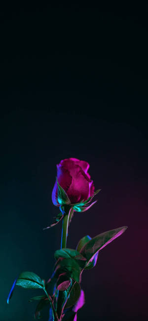Note 10 Plus Red Rose -taustakuva — iPhone 14 Pro Max Taustakuvat