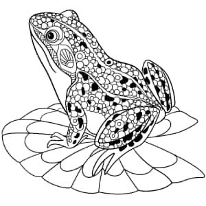 Sammakon piirroskuvia — iPad Pro Taustakuvat