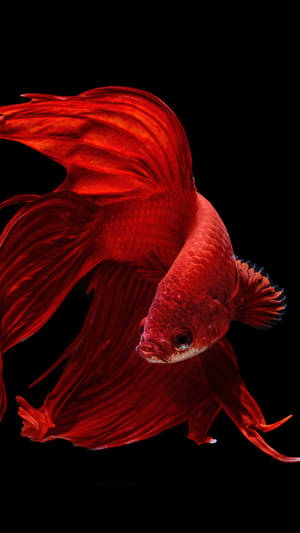 Oled Streamlined Goldfish -taustakuva — OLED Taustakuvat